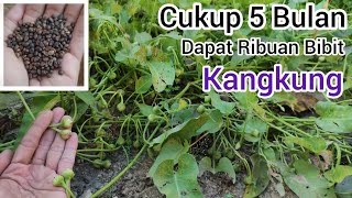 Tidak Perlu Beli Bibit Sayur Kangkung Lagi..!! Cara Dapat Biji Benih Kangkung Gratis |Tanam Kangkung