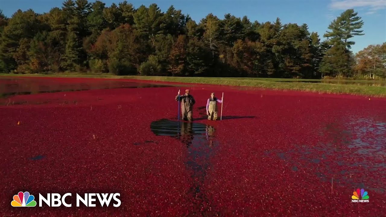 You are currently viewing An ode to cranberries: from the bog to your Thanksgiving table – NBC News