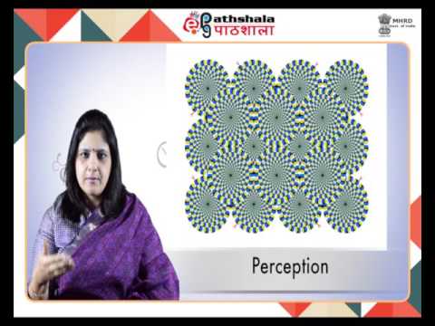 Domains of Cognitive Psychology (PSY)