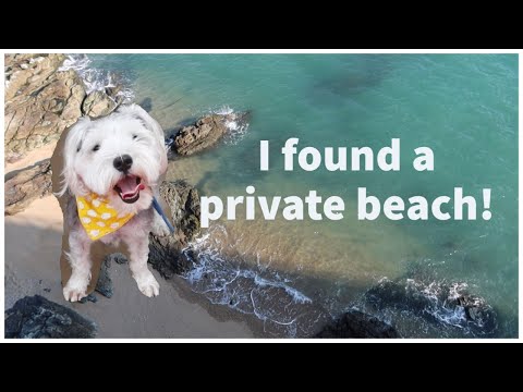 [狗狗移民香港生活] 狗都會暈車浪, 老公煮白酒蒜蓉青口 (中文字幕) | Our dog has motion sickness in HK, Husband cooks! ENG SUB