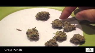 IE420 Presents "Bonghits With Dad:" Purple Punch