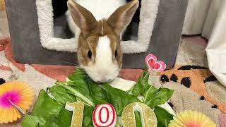 Rabbits- 💯100! We are growing!💯 by Rabbit Nuvoletta Story 401 views 6 months ago 37 seconds