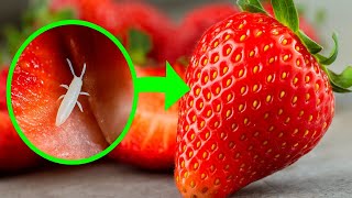 Bugs CRAWL OUT of strawberries on their own. Wash with 2 simple ingredients