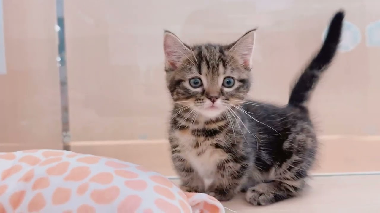 マンチカン・ミヌエット特集 】5/2現在在店中の短足ニャンコ！最新動画