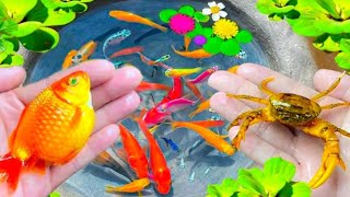 Colorful Goldfish, Wild Exotic Fish, Koi Fish, Butterfly Fish in Tiny Pond For My AQUARIUM#fish13