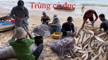 Lưới cá đục 6 | trúng ngay mé cá | hoàng Phú quốc