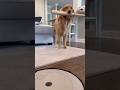 My dog destroyed my expensive vacuum! #dog #goldenretriever