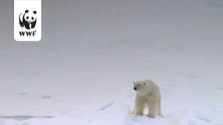 Polar Bears