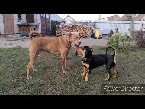 Video: Kaip Užkirsti Kelią šuniui Elgetauti