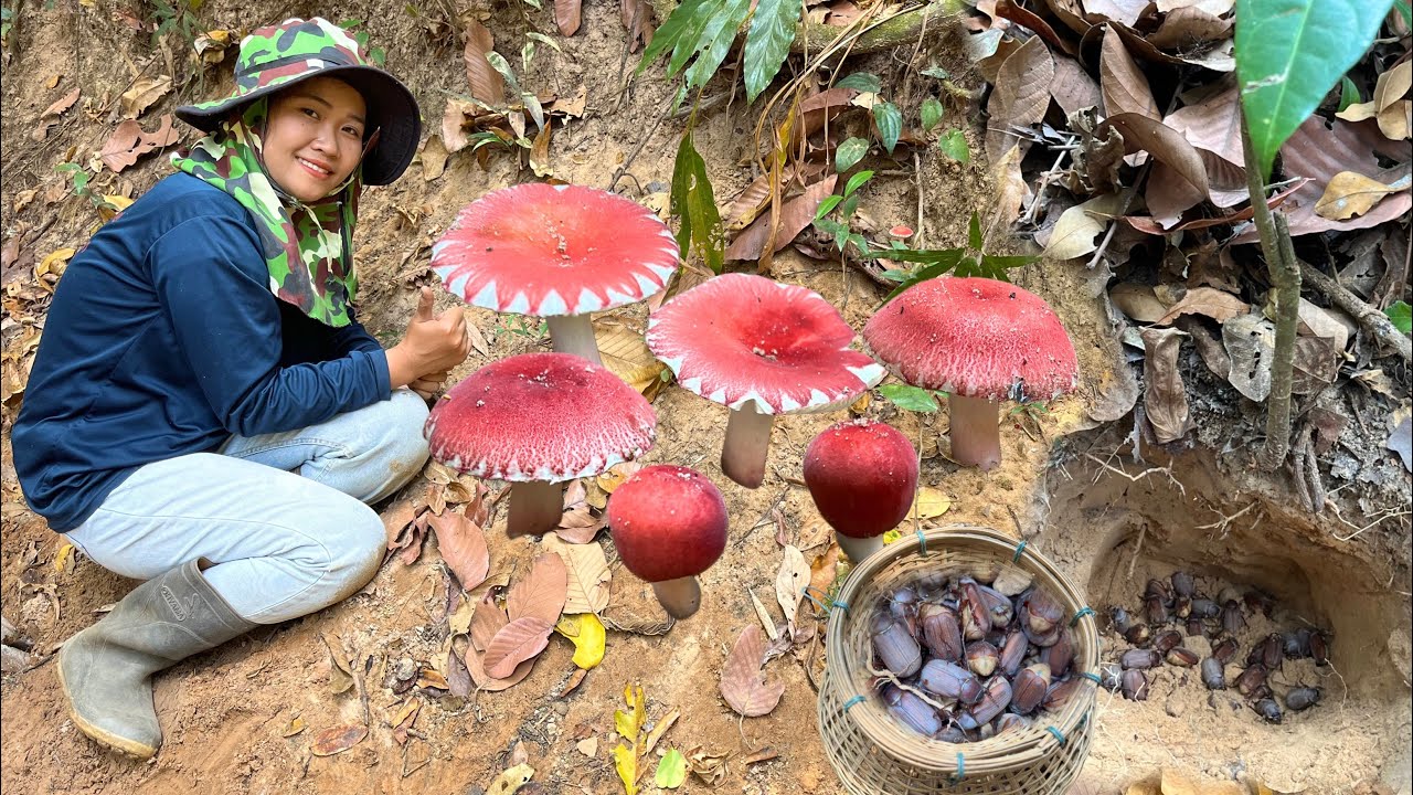 !!ไม่คิดว่าจะเจอเห็ดแดง!!มาขุดจินูนวันนี้หมานๆจ้า17/ก.พ/2569