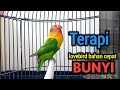 PANCINGAN LOVEBIRD FIGHTER, SUARA BURUNG LOVEBIRD NGEKEK PANJANG, TERAPI LOVEBIRD CEPAT NGEKEK