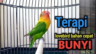 PANCINGAN LOVEBIRD FIGHTER, SUARA BURUNG LOVEBIRD NGEKEK PANJANG, TERAPI LOVEBIRD CEPAT NGEKEK