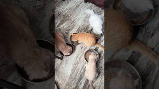Dance करने का मन हो तो चलो करते है Dora के साथ 😂#like #cat #viral #kitten #vlog #pets #shorts #