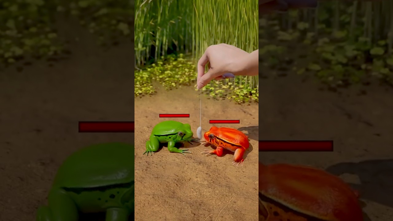 Tricked the Frogs Into Fighting!