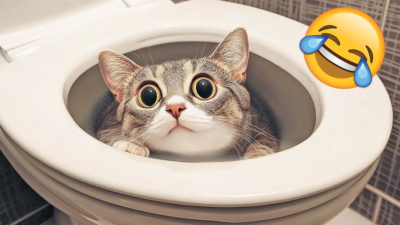 New Funny Pet Videos 2025 😄 Funniest Cats and Dogs Videos 😻🐶 PART 24