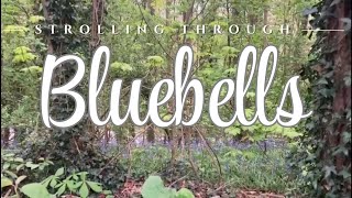 Strolling Through Bluebells At Dusk | No Talking, Ambient Walking Video with Nature Sounds. screenshot 2