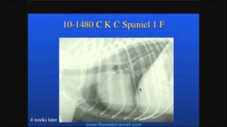 Radiography of the Chestpulmonary