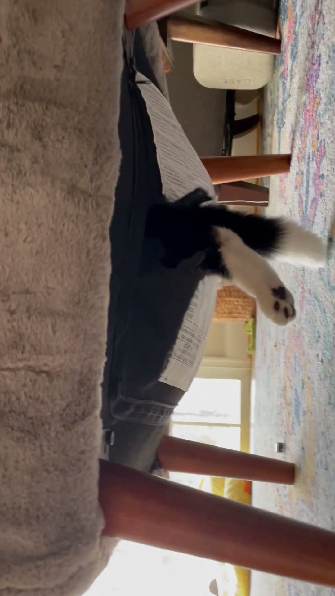 This Cat is the Reason We Can't Have Nice Things || ViralHog