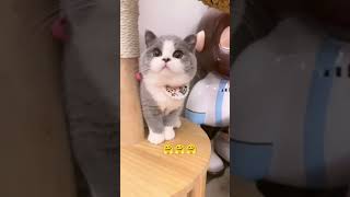 Download Lagu #cat #cute #kitten #cutecat #pets #animation #kucing#kot MP3 Download Lagu #cat #cute #kitten #cutecat #pets #animation #kucing#kot MP3