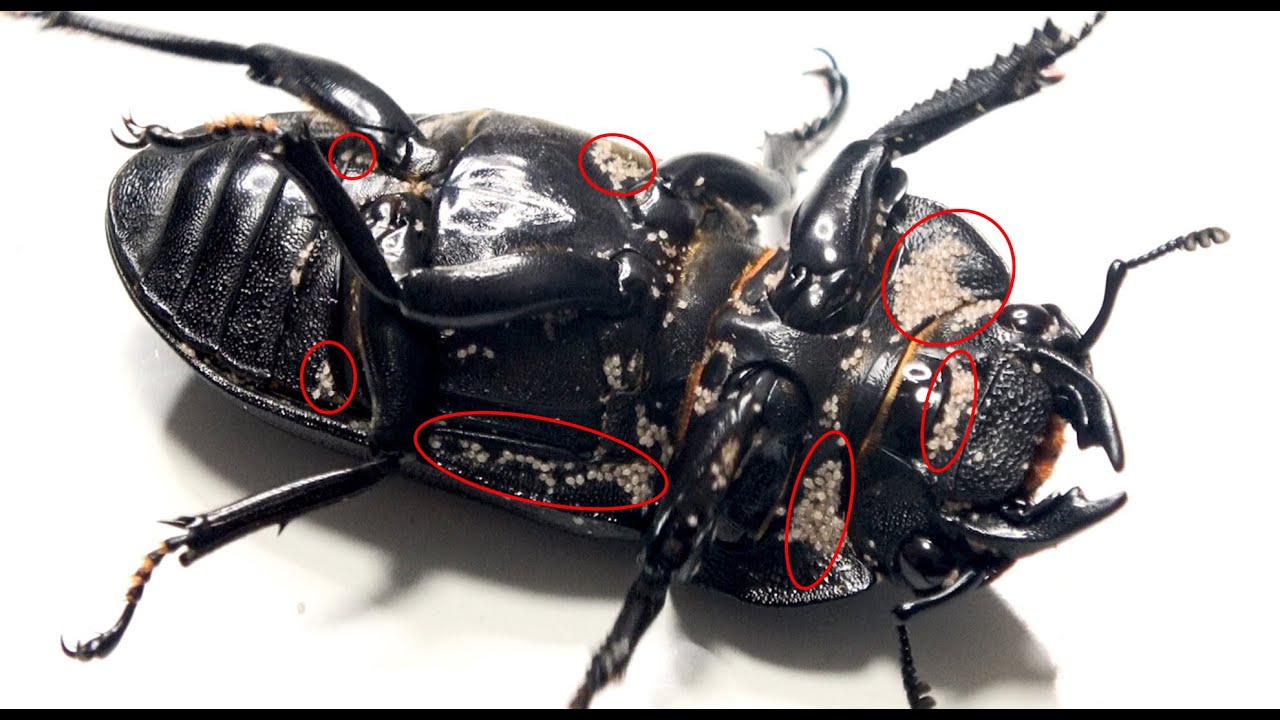 解決 クワガタムシやカブトムシに寄生したダニを完全に駆除するには これが必要 ダニの取り方と管理方法 Removing Many Mites On A Stag Beetle Youtube