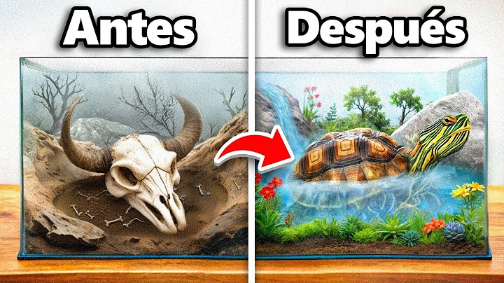 Transformé el Hogar Abandonado de una Tortuga