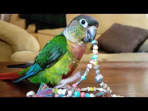 თუთიყუში ნიკო 9 თვის