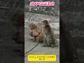 【パンチくん🐵】パンチくんの神対応。赤ちゃんを離さない友達と怒る母ザルの間に入った優しさに感動。