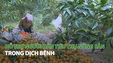 Hỗ trợ người dân tiêu thụ Nông sản trong dịch bệnh| VTC14