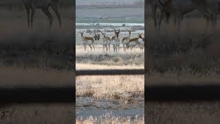 Utah Pronghorn #Antelope #utahwildlife 📷📷📷