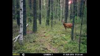 Видео Кто ходит по звериной тропе?! (автор: metkii1985)