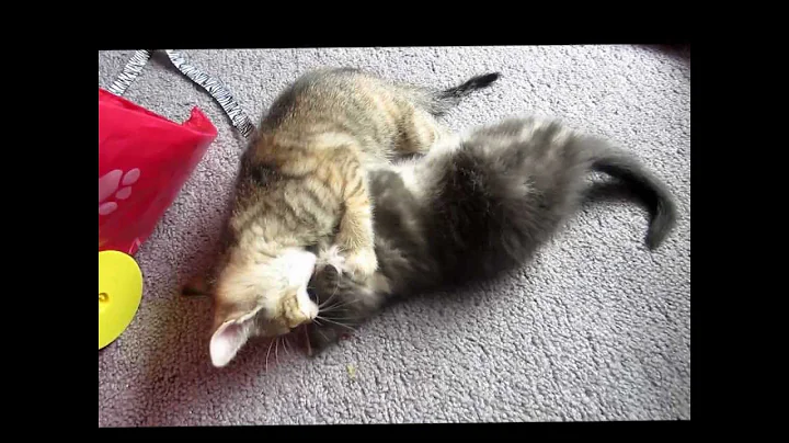 Kittens!