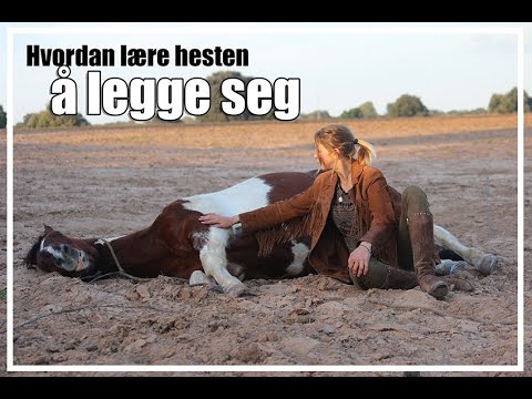 Video: Hvordan Lære En Hest å Legge Seg