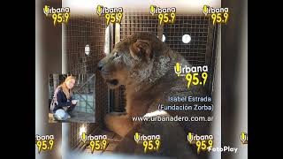 Isbael Estrada en Nada Personal da testimonio del rescate y traslado de la leona Angie