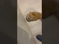 下僕目線🤵🏻#マンチカン #ミヌエット #子猫