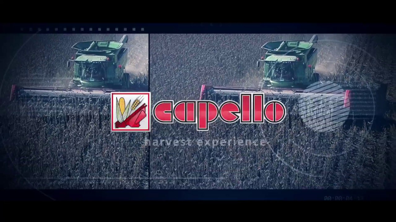 CAPELLO | HELIANTHUS | TESTATA A GIRASOLE