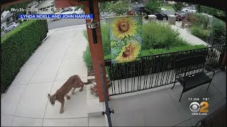 Mountain Lion Discovered Hiding Under Monrovia Home