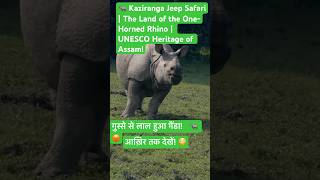 काजीरंगा में गुस्से से लाल हुआ गैंडा! 🦏 जीप के पीछे भागा!”🤬😡#viral,#short,Kaziranga Jeep Safari