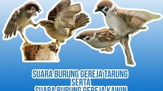 Kumpulan Suara masteran Burung Gereja Untuk memaster burung anda