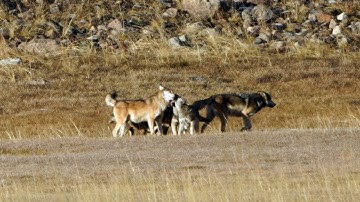 Wolf Family Reunites After the Hunt