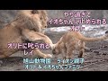 旭山動物園　やり過ぎてイオちゃんに止められるオリト　オリトに叱られるレイ　オリトは鼻にパンチがお嫌い　ライオン親子　オリト＆イオちゃんファミリー　Orito & Io family