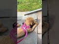 My service dog training settled beautifully🦮💜💕