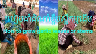 របៀបដាំដំណាំខ្ទឹមស្លឹកឬដើម/How to grow garlic leaves or stems