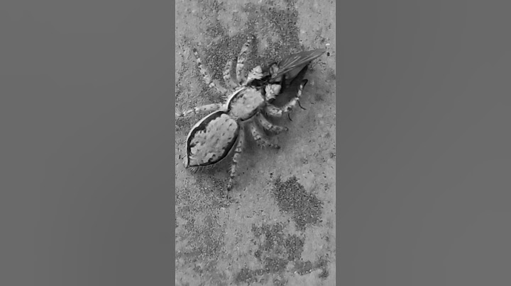 Spider VS Mosquito @SweetApu #SweetApu