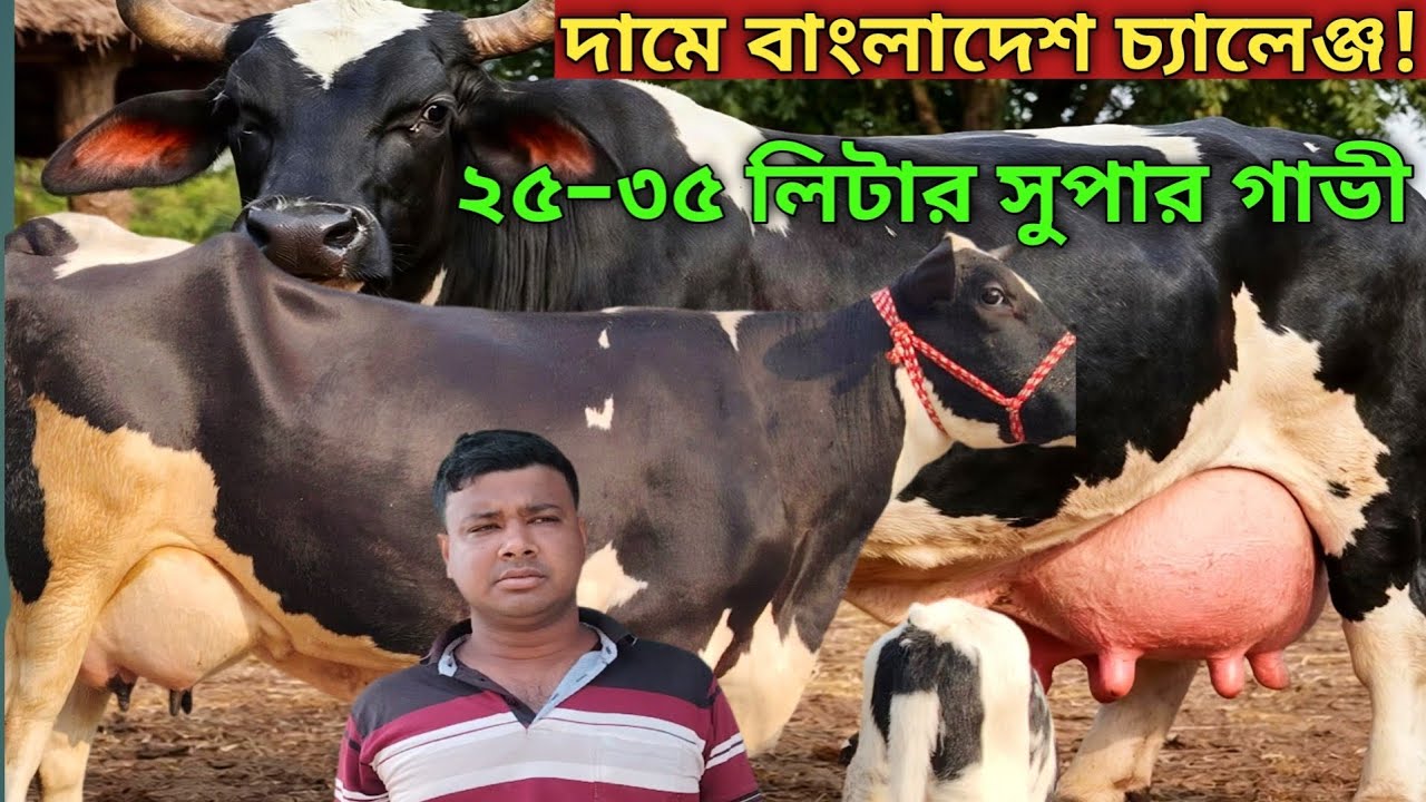 দামে বাংলাদেশ চ্যালেঞ্জ! ২৫–৩৫ লিটার দুধের মাথা নষ্ট কালেকশন 😱 | সুজন ডেইরি ফার্ম
