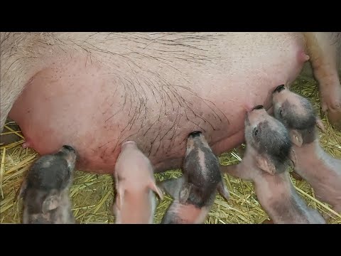 Видео: Руководство по владению пузатой свиньей