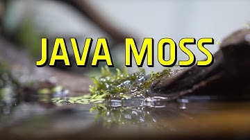 Java Moss Live Aquarium Plant Complete Guide
