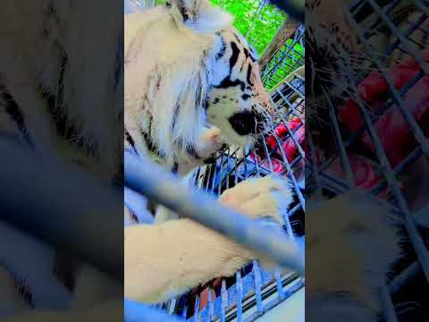 پلنگه بگیره پاره می کنه ها ایران مازندران شمال خندارترین   سافاری الیمالات 