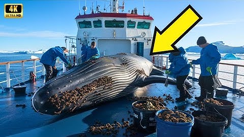 A humpback whale, injured by barnacles, was successfully rescued by a rescue team