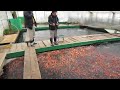 THE TRUTH ABOUT KOI FISH... (How They're Made) 😳