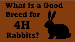 What is a Good Rabbit Breed for 4H Projects?